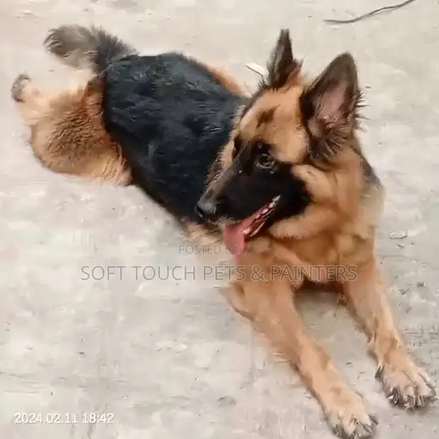 6-12 months Female Purebred German Shepherd in Ibadan Dogs