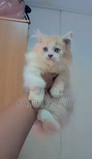 1-3 months Female Purebred Persian