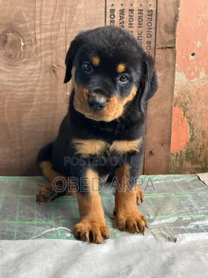 1-3 months Female Purebred Rottweiler