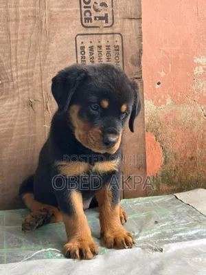 1-3 months Female Purebred Rottweiler