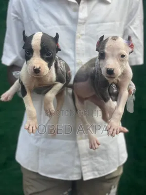 1-3 months Female Purebred American Pit Bull Terrier