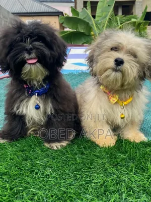 1-3 months Male Purebred Lhasa Apso