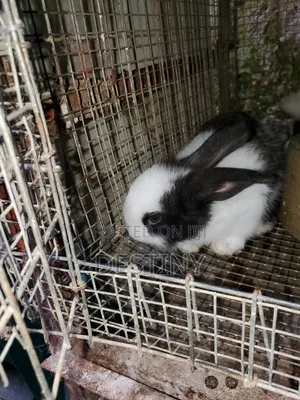 Lovely Pets