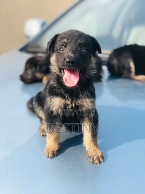 1-3 months Female Purebred German Shepherd