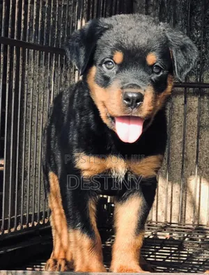 1-3 months Female Purebred Rottweiler
