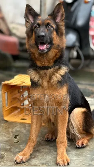 1+ year Male Purebred German Shepherd