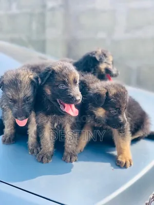1-3 months Male Purebred German Shepherd