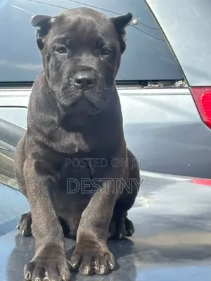 1-3 months Male Purebred Cane Corso