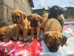 1-3 months Male Purebred Boerboel