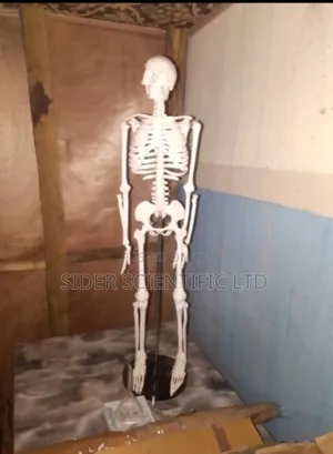 Skeleton Medium