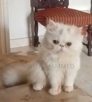 6-12 months Female Purebred Persian