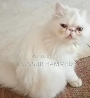 6-12 months Male Purebred Persian