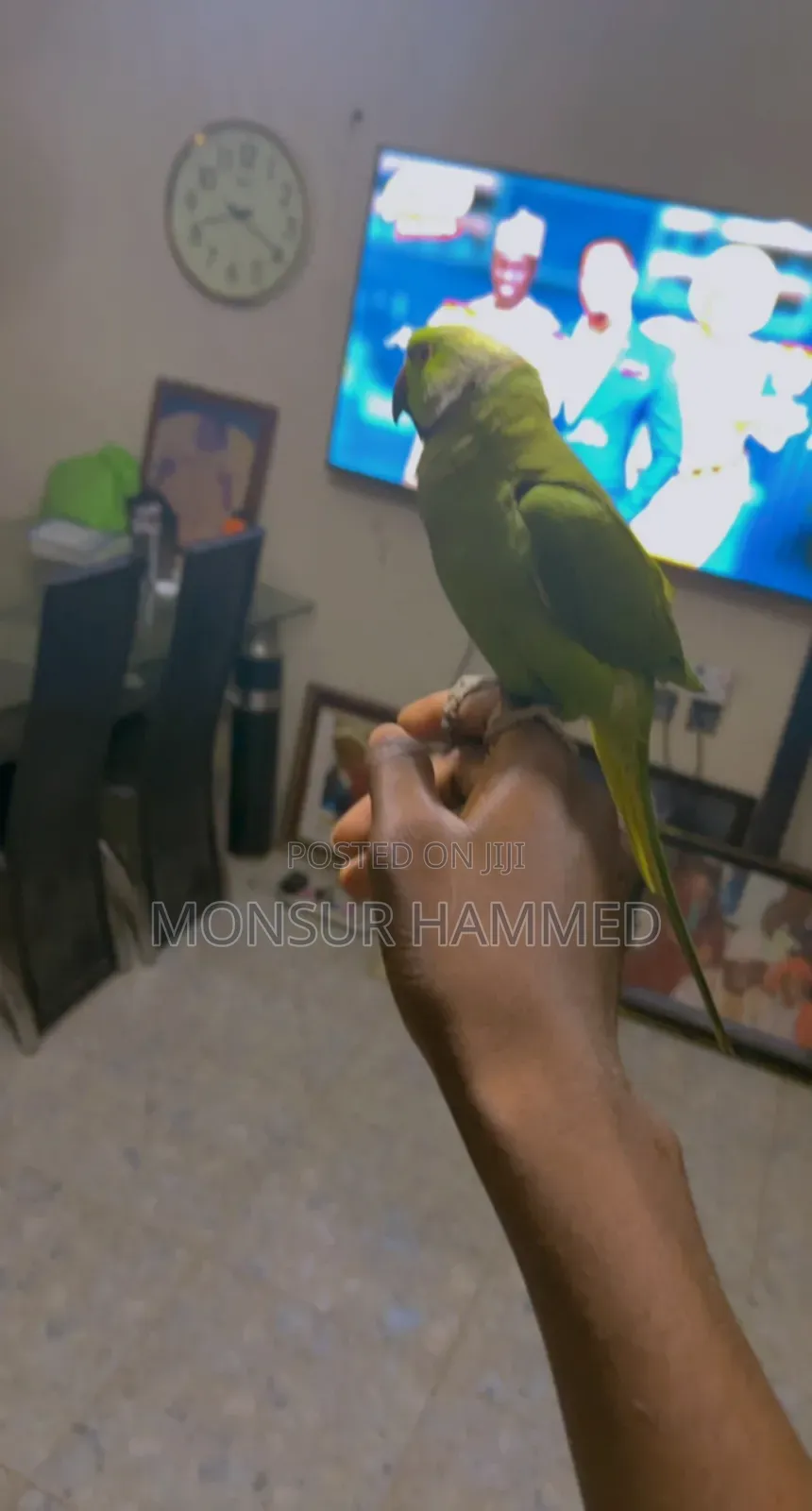 Beautiful Parakeet