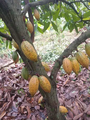 2026 Cocoa Trees Planting Program Join Us Now
