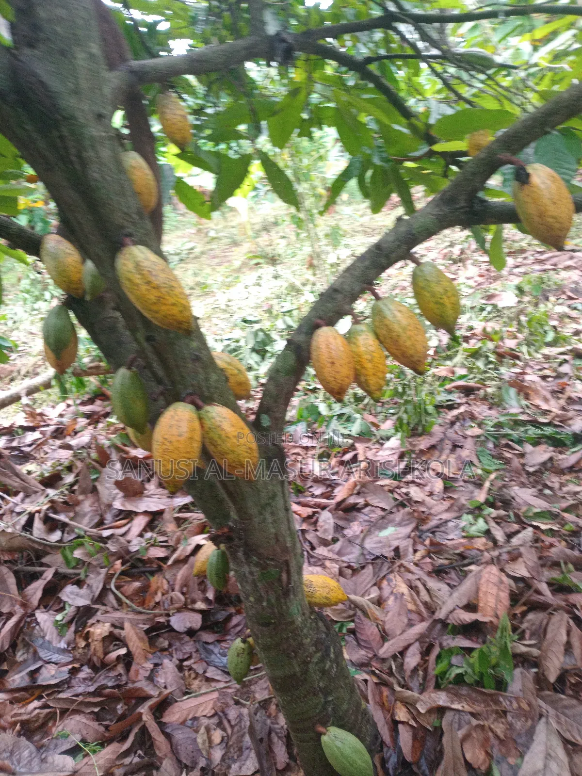2026 Cocoa Trees Planting Program Join Us Now