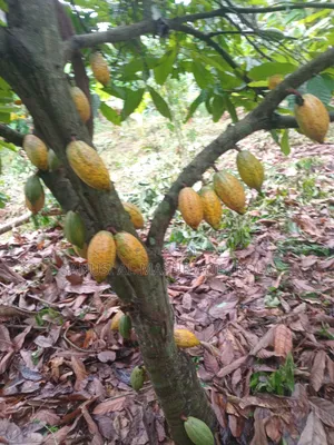 2026 Cocoa Trees Planting Program Join Us Now