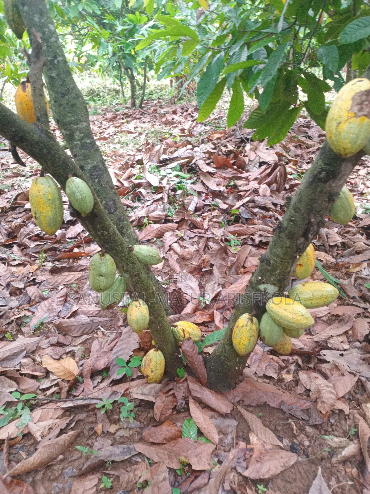 2026 Cocoa Trees Planting Program Join Us Now