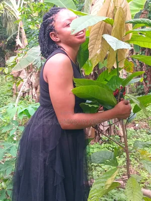 2026 Cocoa Trees Planting Program Join Us Now