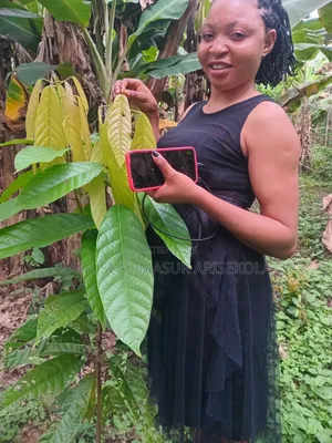 2026 Cocoa Trees Planting Program Join Us Now