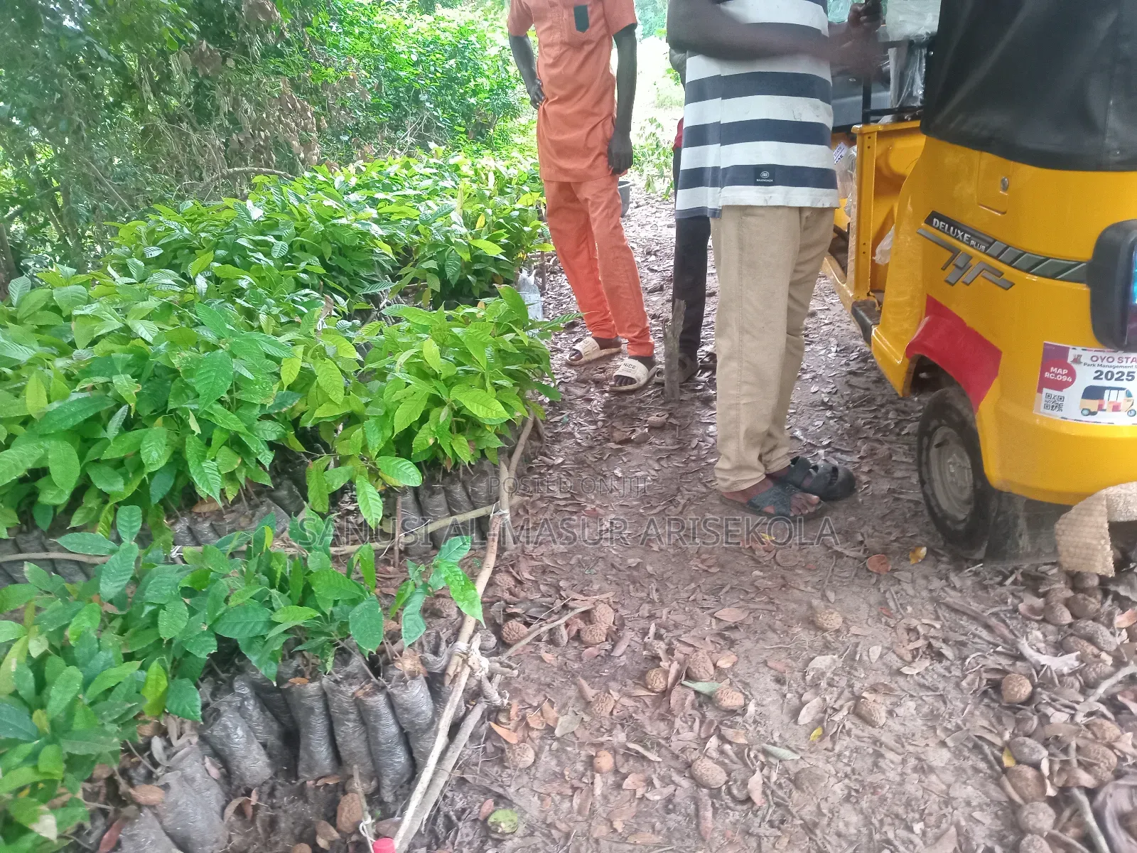 2026 Cocoa Trees Planting Program Join Us Now