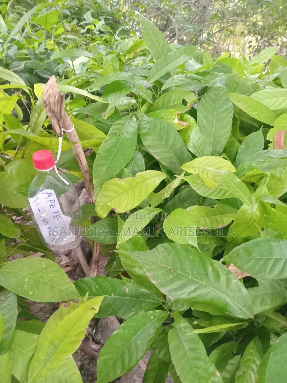 2026 Cocoa Trees Planting Program Join Us Now