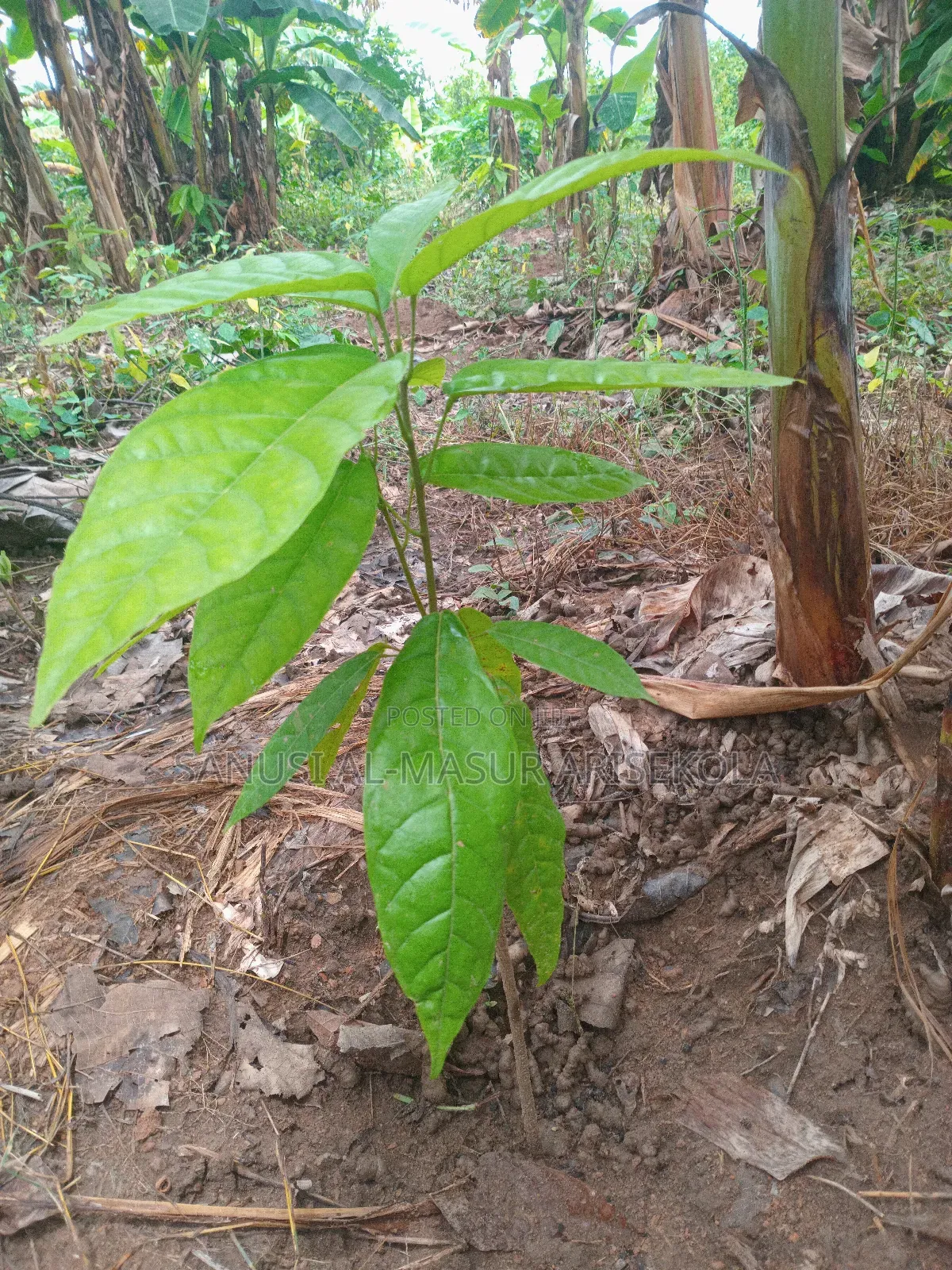 2026 Cocoa Trees Planting Program Join Us Now