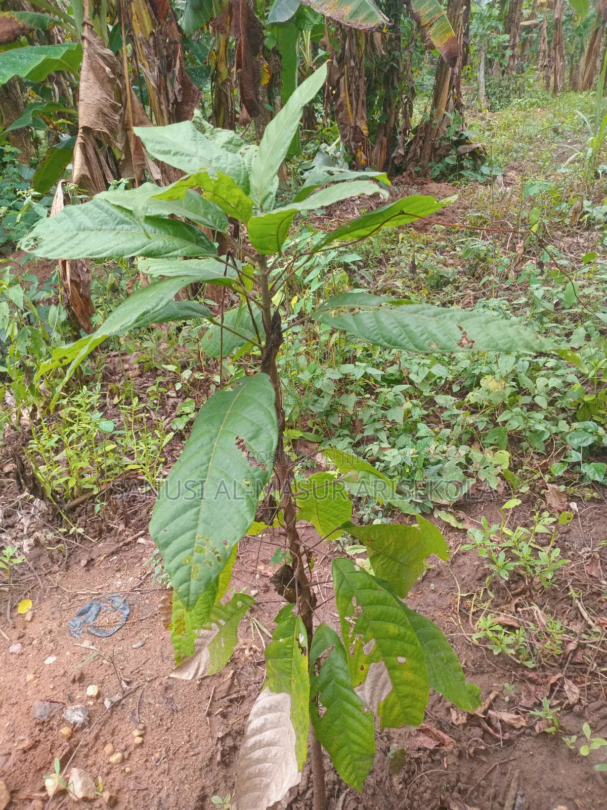 2026 Cocoa Trees Planting Program Join Us Now