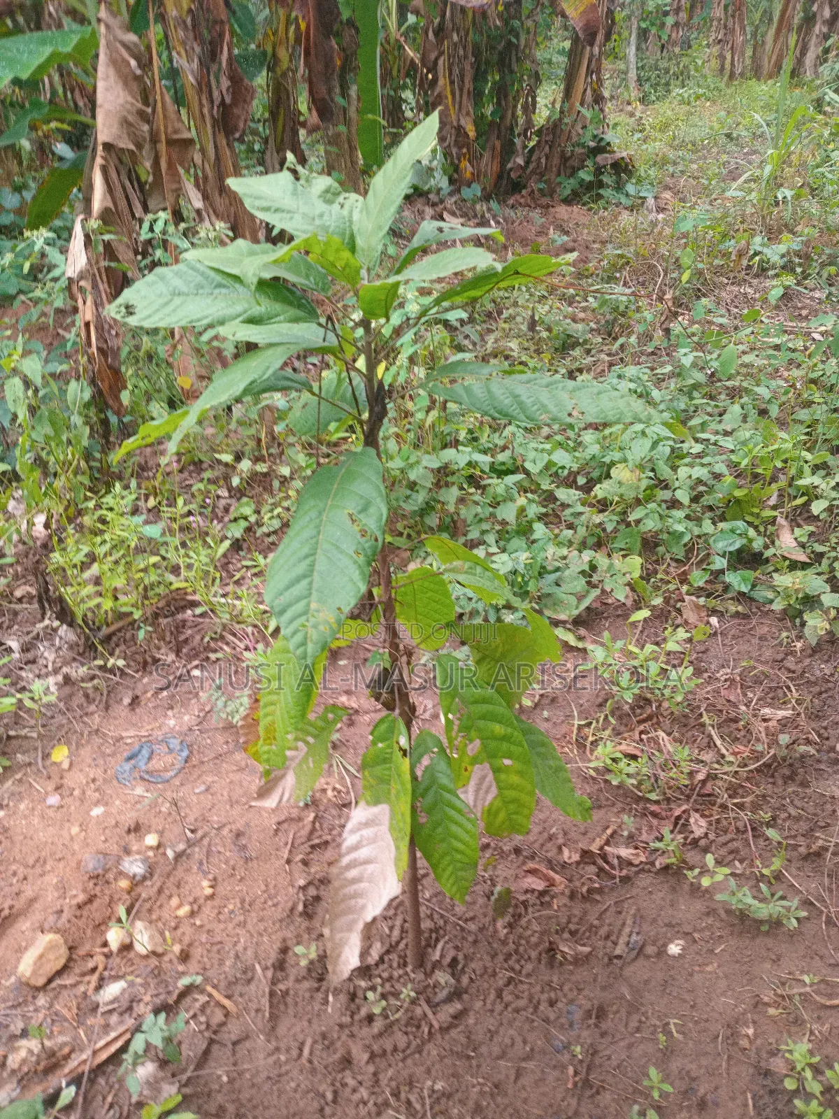 2026 Cocoa Trees Planting Program Join Us Now