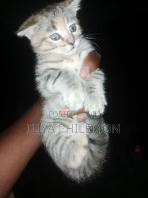 1-3 months Female Purebred American Shorthair