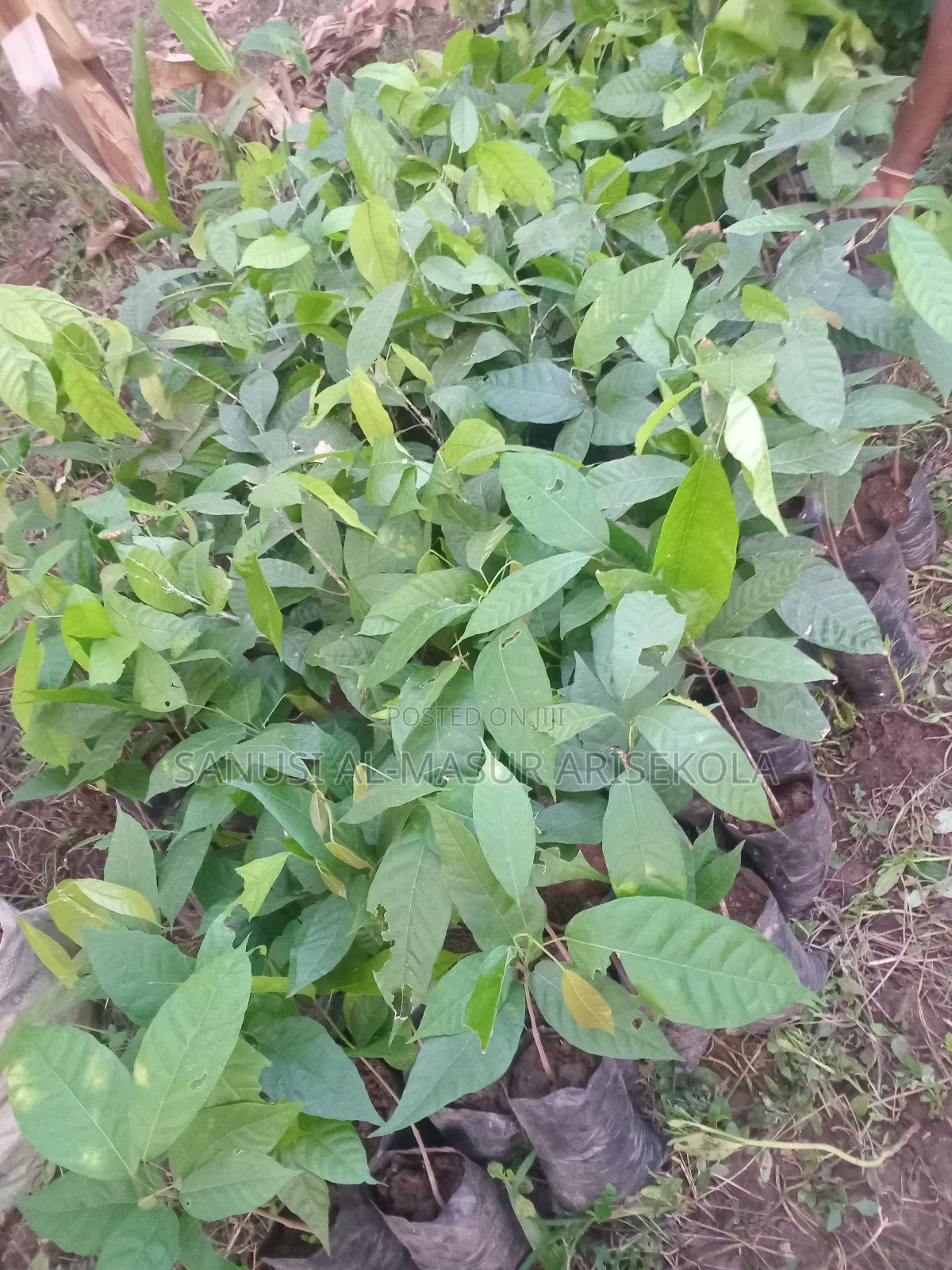 2026 Cocoa Trees Planting Program Join Us Now