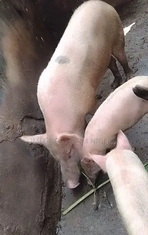 Male and Pregnant Pigs