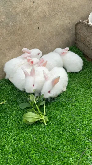 New Zealand Rabbit