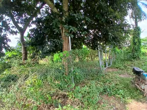 7.5 Acres Wire Fenced With Plantain Stands for Sale at Akufo, Ido Road