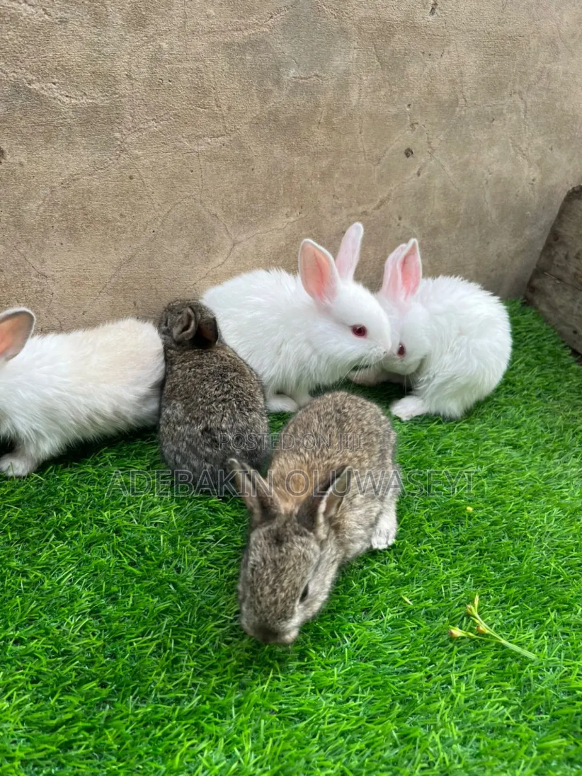 Chinchilla Rabbits