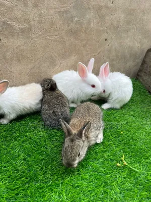 Chinchilla Rabbits