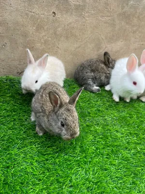 Chinchilla Rabbits
