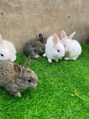 Chinchilla Rabbits