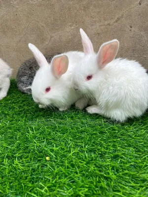Chinchilla Rabbits