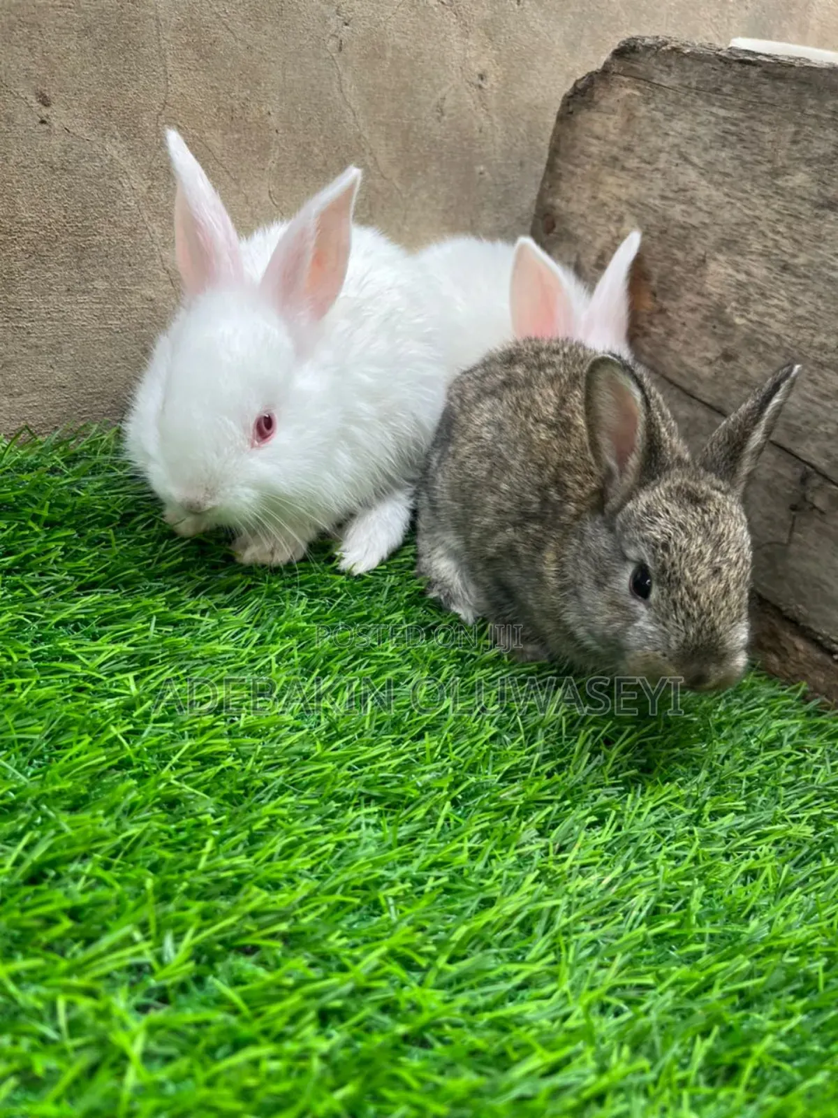 Chinchilla Rabbits