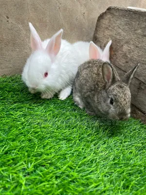 Chinchilla Rabbits