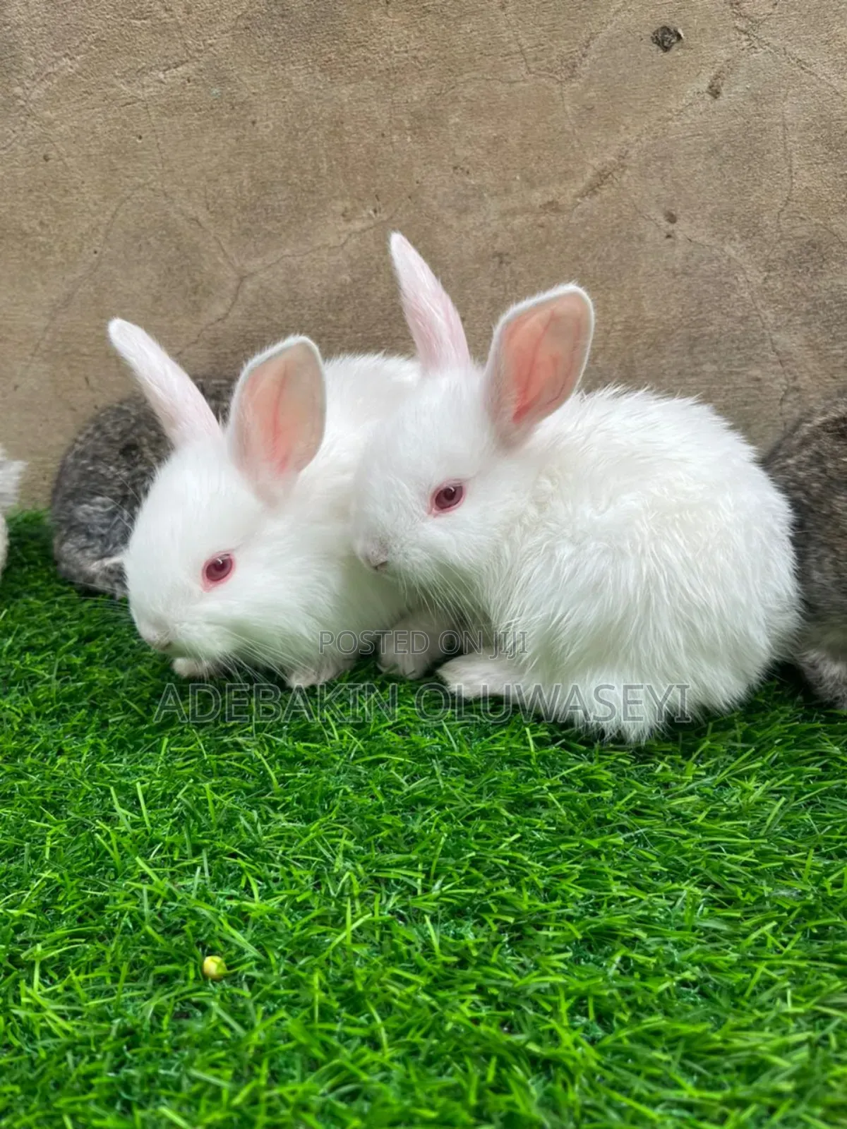 Chinchilla Rabbits