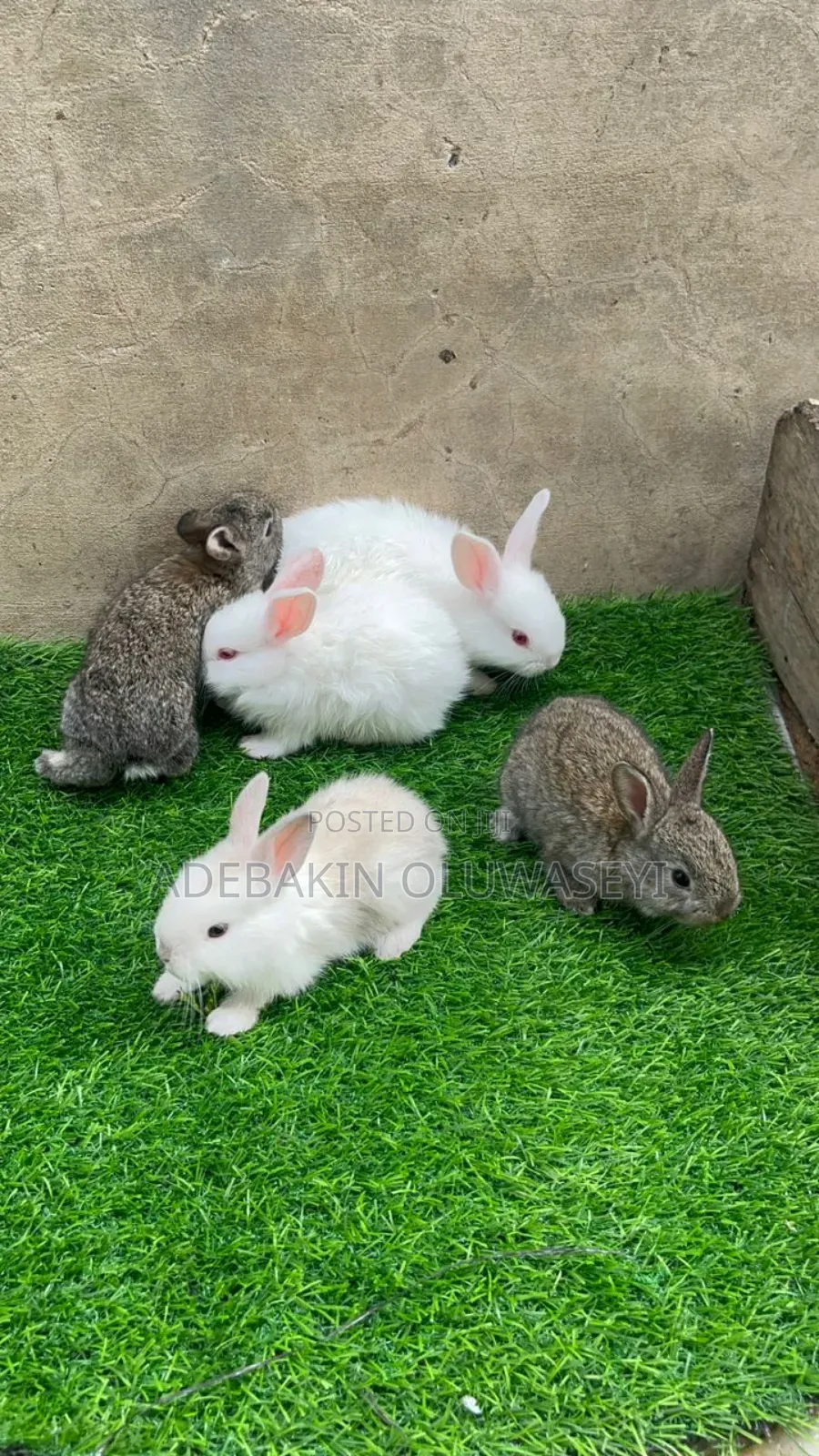 Chinchilla Rabbits