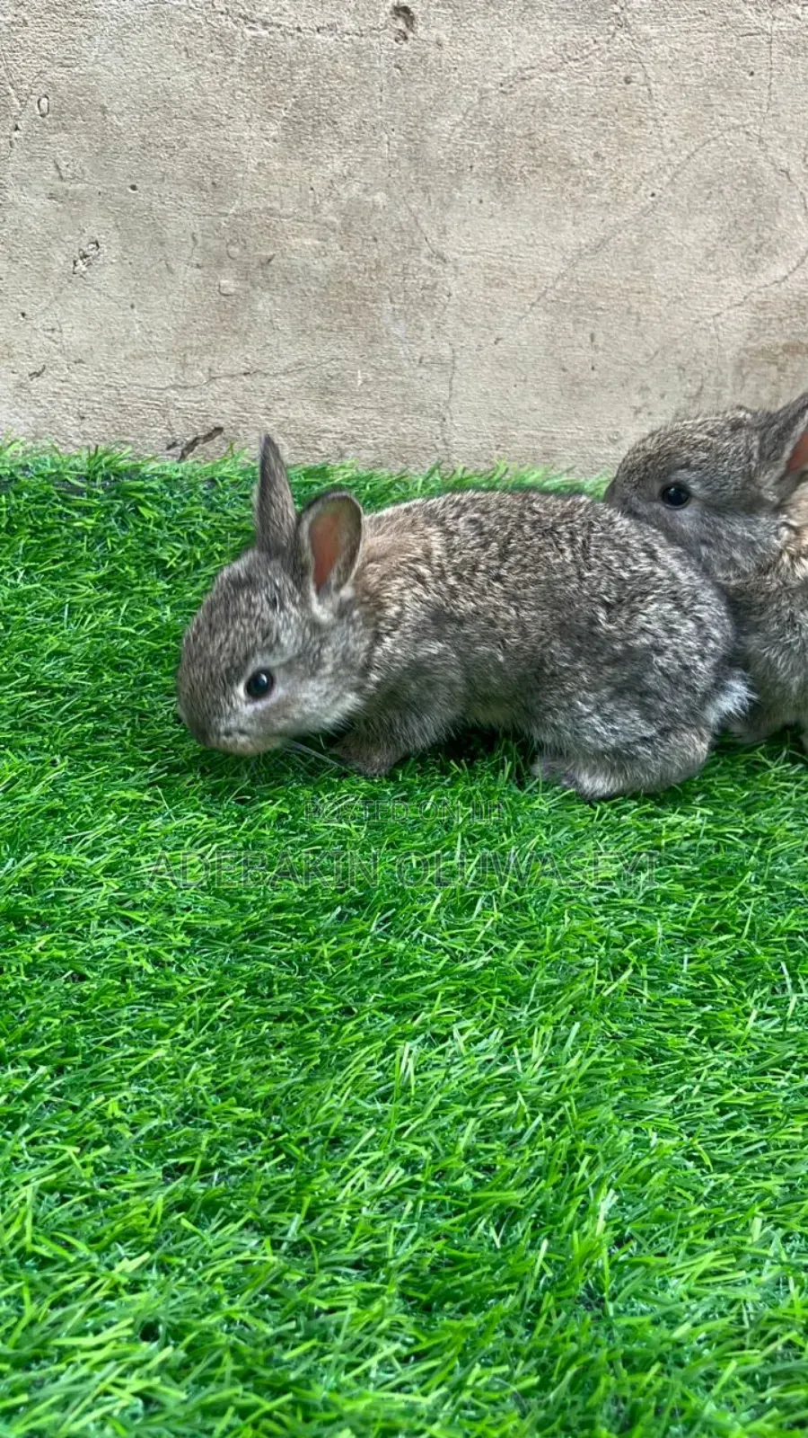 Chinchilla Rabbits