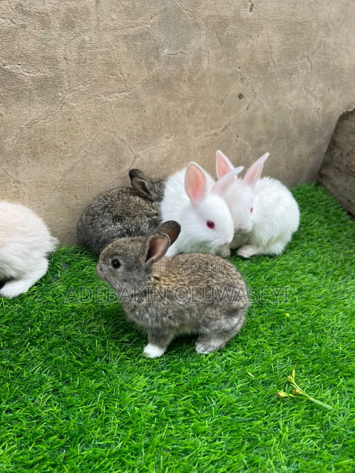 Chinchilla Rabbits