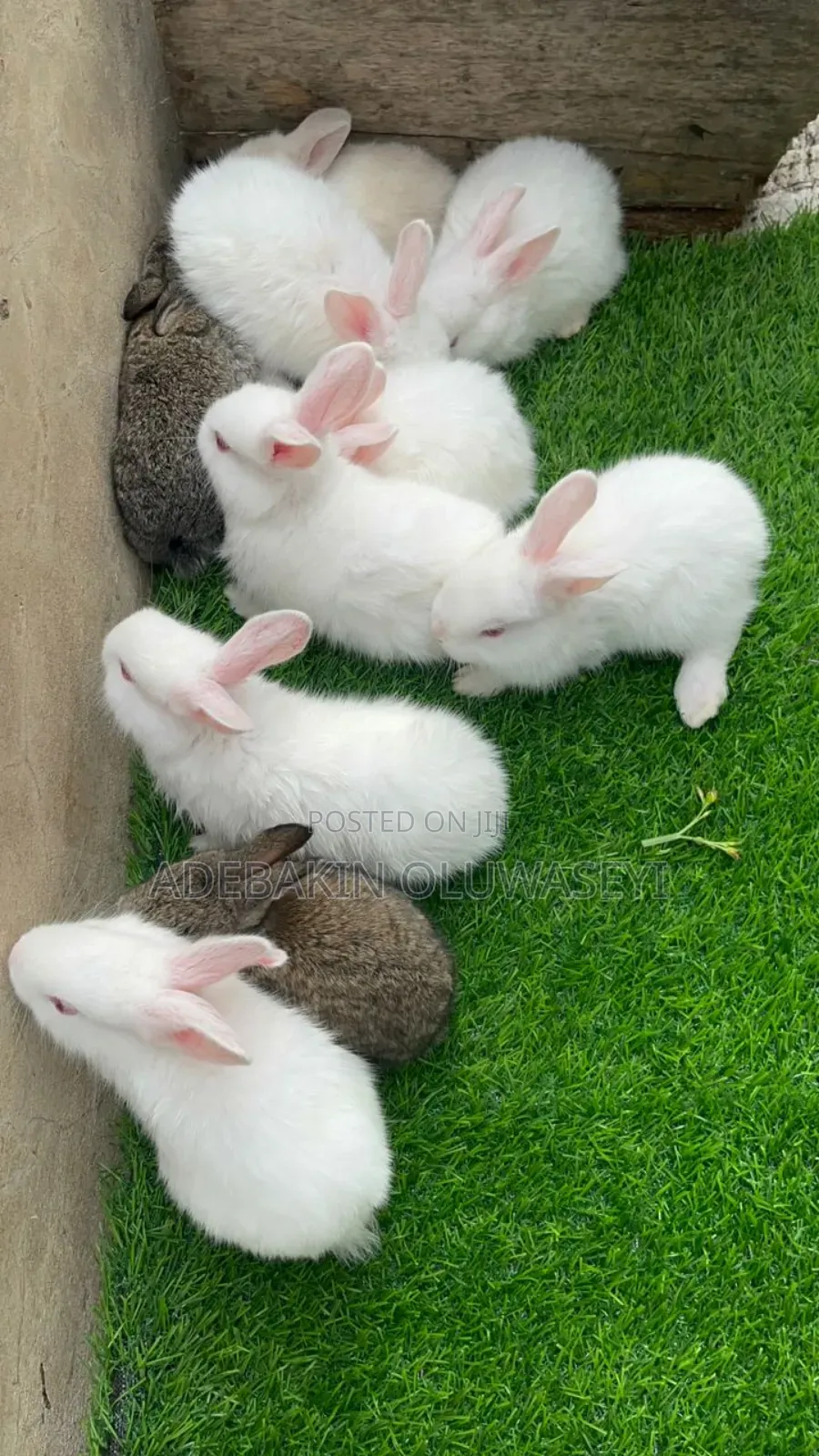 Chinchilla Rabbits