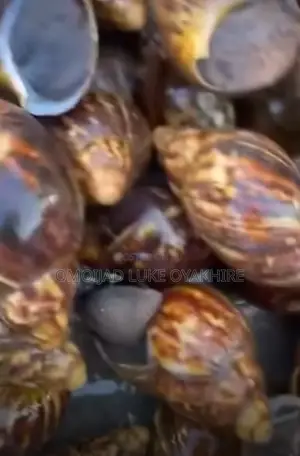 Roasted Snail and Fresh Snail