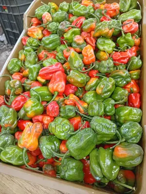 Super Habanero Pepper for Sale Per Kg