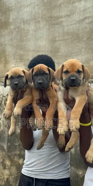 1-3 months Male Purebred Boerboel