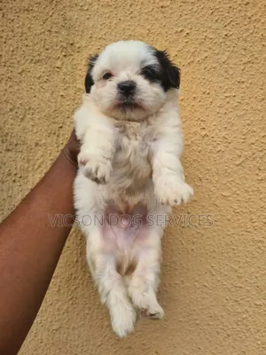 1-3 months Male Purebred Lhasa Apso