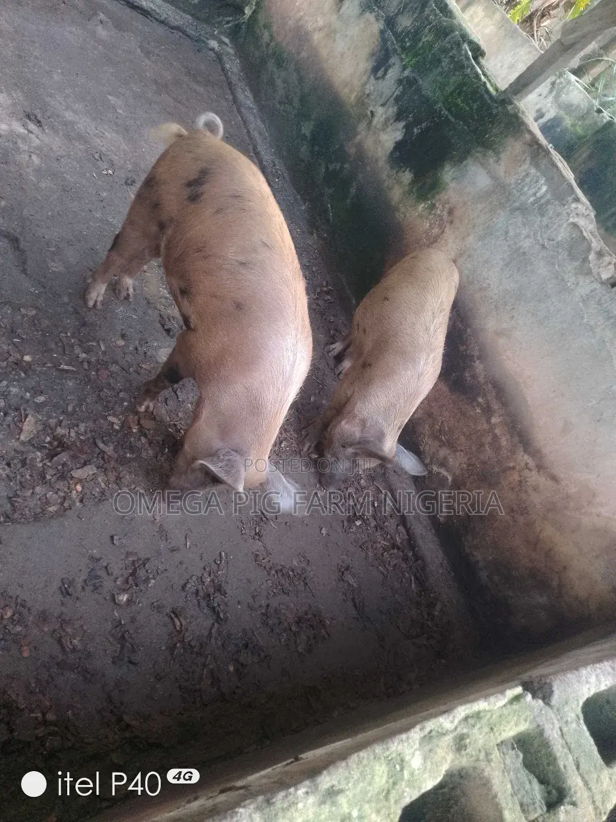 Male and Pregnant Pigs